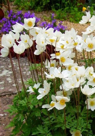 ANEMONA sylvestris
